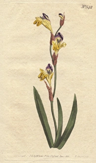 Ringent ixia with yellow, purple and brown Ringent ixia with yellow, purple and brown