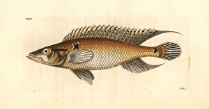 Ringtail pike cichlid, Crenicichla saxatilis Ringtail pike cichlid, Crenicichla saxatilis