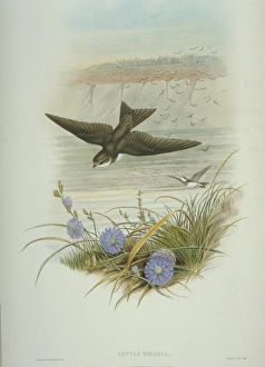 Riparia riparia, collared sand martin Riparia riparia, collared sand martin