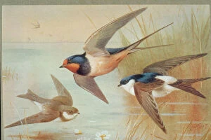Barn Swallow Gallery: Riparia riparia, Hirundo rustica, Delichon urbica