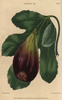 Ripe fruit and leaves of the Brunswick fig, Ficus carica