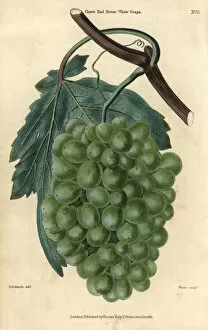 Vitis Gallery: Ripe green grapes, vine and leaf of the Grove