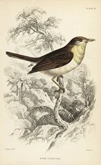 Flycatcher Gallery: Robin flycatcher, Muscicapa rubecola