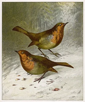 <b class=qtipBold><figcaption>Two Robins in Winter 19C</figcaption></b><br>Two Robins in winter. (Erithacus rubecula)<br><em>© Mary Evans Picture Library</em> Two Robins in Winter 19C