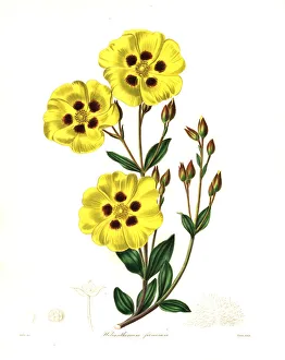 Rockrose, Halimium lasianthum subsp. formosum Rockrose, Halimium lasianthum subsp. formosum