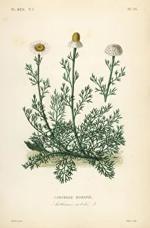 Roman camomile or camomille, Chamaemelum nobile Roman camomile or camomille, Chamaemelum nobile