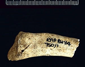 Romano-british human collar bone Romano-british human collar bone