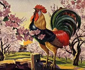 Critter Gallery: Rooster Crowing