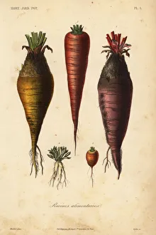 Root vegetables, racines alimentaires Root vegetables, racines alimentaires
