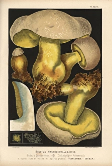 Rooting bolete, Boletus radicans, edible Rooting bolete, Boletus radicans, edible