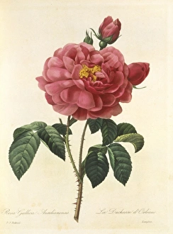 Rosa gallica, red rose Rosa gallica, red rose