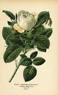 Rose Baroness Rothschild, hybrid perpetual Rose Baroness Rothschild, hybrid perpetual