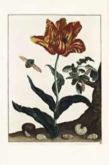 Rose beetle, Cetonia aurata, on a tulip