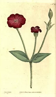 Agrostemma Gallery: Rose campion, Silene coronaria