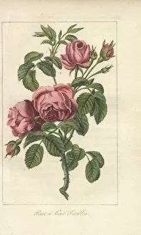 Engraved Gallery: Rose a cent feuilles, Rosa centifolia