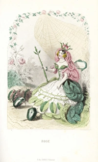 Rose flower fairy, Rosa centifolia, with rosebud crown Rose flower fairy, Rosa centifolia, with rosebud crown