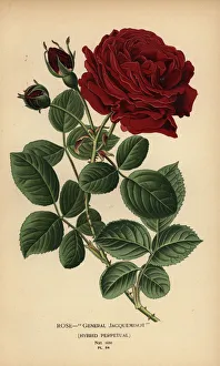 Rose General Jacqueminot, hybrid perpetual Rose General Jacqueminot, hybrid perpetual