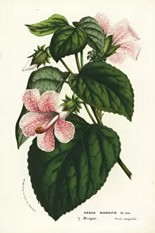 Flore Collection: Rose mallow, Hibiscus lavaterioides
