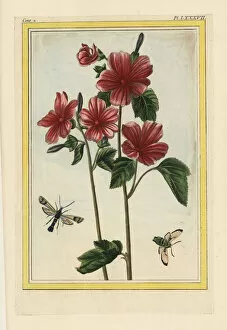 Rose mallow, Lavatera or Malva species