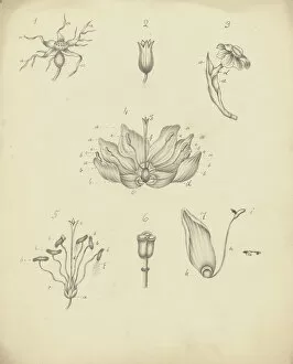 Primulaceae Gallery: Rose, primula, Narcissus, Fritillaria