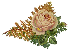 <b class=qtipBold><figcaption>ROSE SCRAP</figcaption></b><br>Yellow rose with foliage Date: late 19th century<br><em>© Mary Evans Picture Library</em> ROSE SCRAP