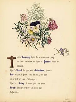 Rosemary, Pansies, Fennel, Columbines, Rue Rosemary, Pansies, Fennel, Columbines, Rue