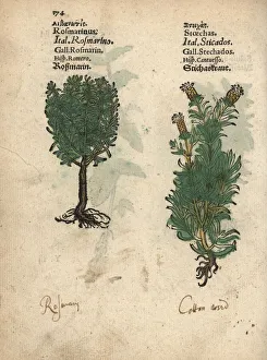 Rosemary, Rosmarinus officinalis, and French Rosemary, Rosmarinus officinalis, and French