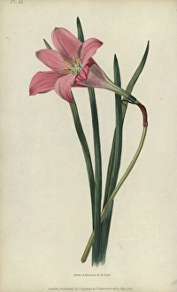 Rosepink zephyr lily or pink rain lily, Zephyranthes Rosepink zephyr lily or pink rain lily, Zephyranthes