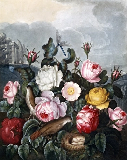 <b class=qtipBold><figcaption>Roses</figcaption></b><br>Roses, engraved by Earlom after Robert John Thornton, in a book entitled The Temple of Flora by Dr Robert John Thornton (1768-1837). The book was published between 1799 and 1807. Date: 1805<br><em>© Mary Evans Picture Library</em> Roses