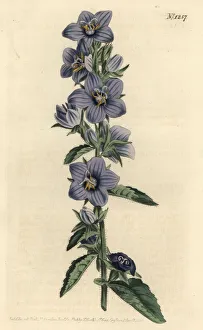 Rough-leaved bellflower, Campanula peregrina Rough-leaved bellflower, Campanula peregrina