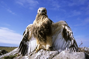 Rough-legged Buzzard - young at the nest threatening Rough-legged Buzzard - young at the nest threatening