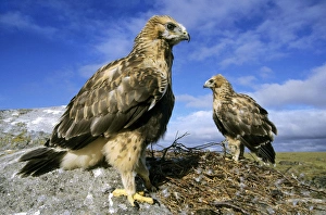 Rough-legged Buzzards - young at the nest - very Rough-legged Buzzards - young at the nest - very