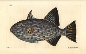 Rough triggerfish, Canthidermis maculata Rough triggerfish, Canthidermis maculata