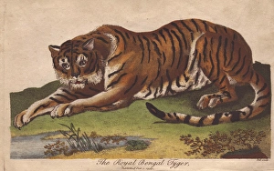 Royal Bengal Tiger, Panthera tigris tigris Royal Bengal Tiger, Panthera tigris tigris