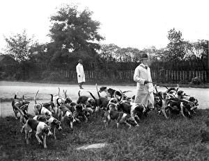 Royal Horse Artillery Hounds, Shooters Hill, London Royal Horse Artillery Hounds, Shooters Hill, London