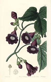 Royal purple gaybine, Pharbitis ostrina Royal purple gaybine, Pharbitis ostrina