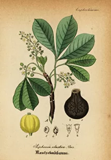 Medical Pharmaceutical Gallery: Rubber tree, Hevea guianensis