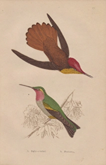 Ruby-crested, Chrysolampis mosquitus, and ruby-throated Ruby-crested, Chrysolampis mosquitus, and ruby-throated