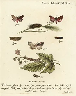 Ruby tiger moth and peach blossom moth Ruby tiger moth and peach blossom moth