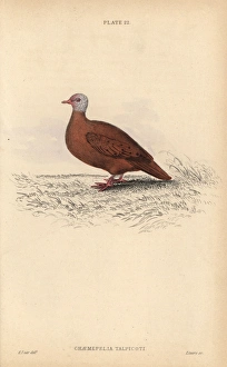 Ruddy ground dove, Columbina talpacoti Ruddy ground dove, Columbina talpacoti