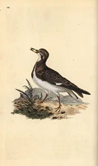 Ruddy Turnstone Gallery: Ruddy turnstone, Arenaria interpres