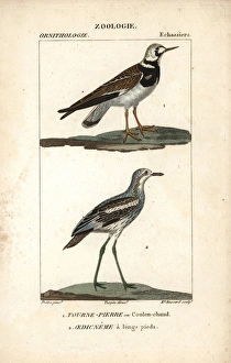 Ruddy Turnstone Gallery: Ruddy turnstone, Arenaria interpres, and stone-curlew