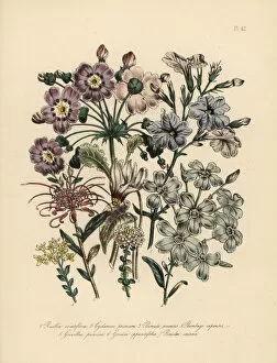 Ruellia, cyclamen, primrose and leadwort species