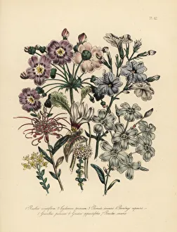 Ruellia, cyclamen, primrose and leadwort species Ruellia, cyclamen, primrose and leadwort species
