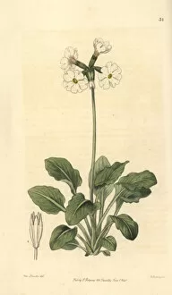 Ruffed or tall pale primrose, Primula involucrata