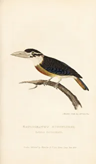 Rufous-bellied kookaburra, Dacelo gaudichaud Rufous-bellied kookaburra, Dacelo gaudichaud