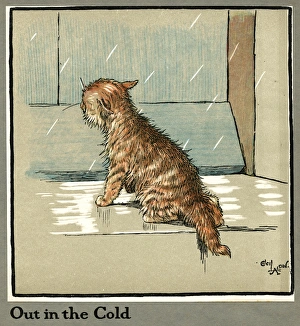 Rufus the cat out in the cold and rain Rufus the cat out in the cold and rain