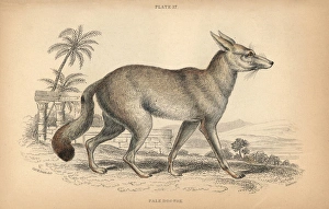 Ruppells fox, Vulpes rueppellii Ruppells fox, Vulpes rueppellii