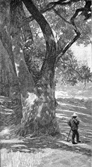 Rural Scene, Southern California, 1888 Rural Scene, Southern California, 1888