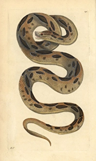 Russels viper, Daboia russelii Endangered Russels viper, Daboia russelii Endangered